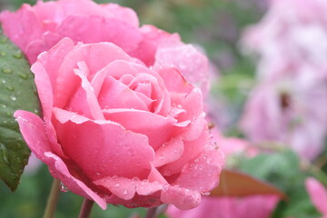 雨の日の水滴のついたバラ