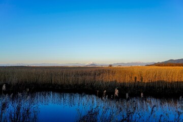 葦原越しに見る夕日に染まる雪の伊吹山の情景