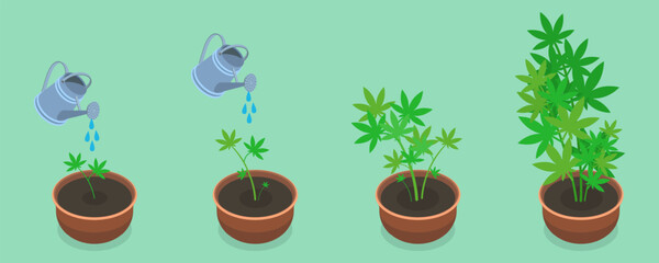 3D Isometric Flat Vector Conceptual Illustration of Stages Of Cannabis Growth, Weed Growing in a Pot at Home