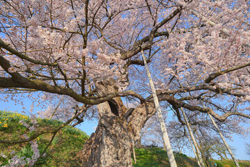茶園の桜