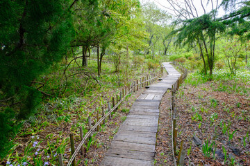 Obraz premium 春のローザンベリー多和田 イングリッシュガーデン