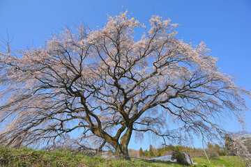 芳水の桜