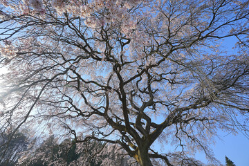 芳水の桜