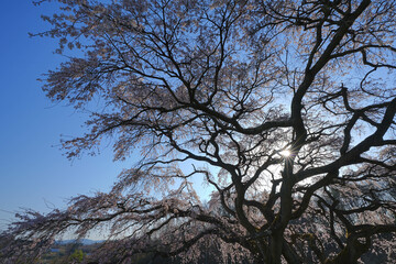 Fototapeta na wymiar 芳水の桜