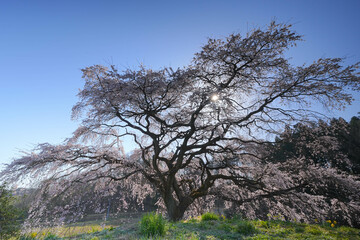 Obraz premium 芳水の桜