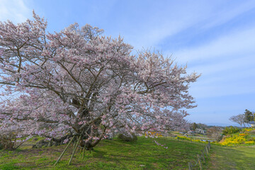 塩ノ崎の大桜