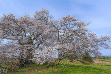 塩ノ崎の大桜