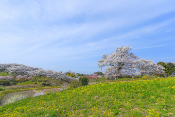塩ノ崎の大桜