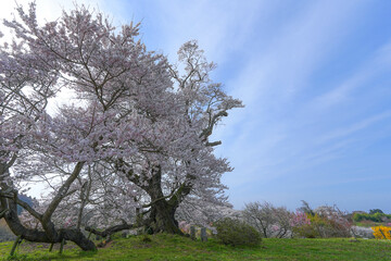 Fototapeta premium 塩ノ崎の大桜