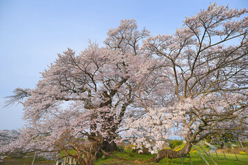 塩ノ崎の大桜