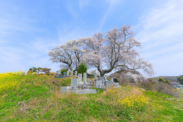 弘法桜