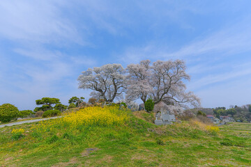 Obraz premium 弘法桜