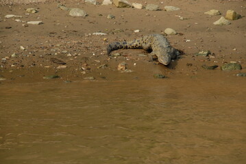 Cocodrilo adulto en la naturaleza entrando al río. 