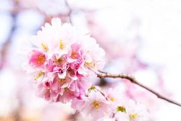 Spring background of beautiful magenta flowers. Selective focus of beautiful pink cherry blossoming.