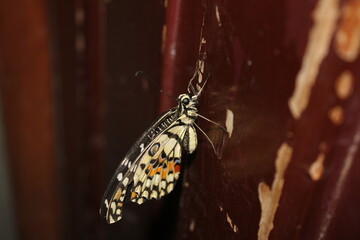 Mariposa sobre puerta