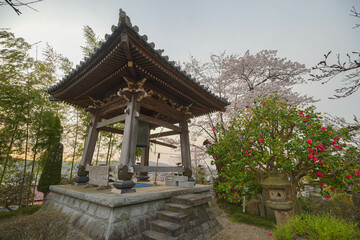 日輪寺の桜
