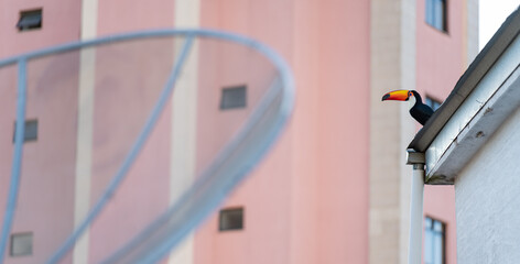 Parabolic antenna in the city with Toucan observing from rooftop
