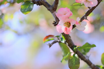 ピンクと白の木瓜（ボケ）のクローズアップ