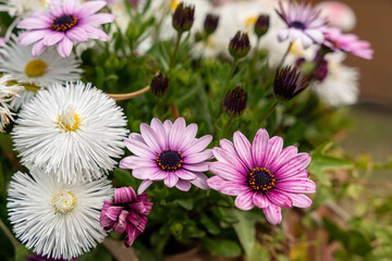 Obraz premium 春の花 オステオスペルマム