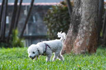 A poodle playing in a downtown square