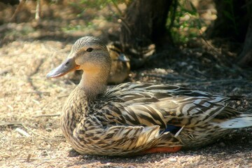 Mother duck in front of her little ones.