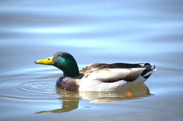 Male duck swimming on Fox River