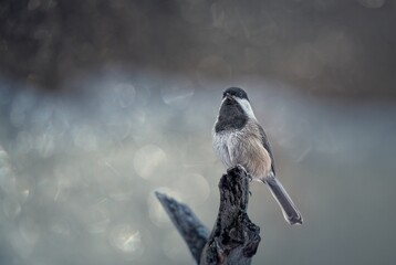 Black Capped Chickadee with Bokeh