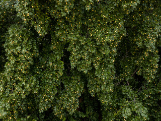 Naklejka premium juá - copa do pé de juazeiro carregado de frutos maduros