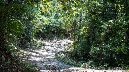 dirt road through rainforest, jungle in Bohol, Philippines
