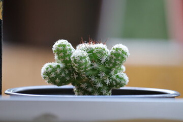 Un pequeño cactus 