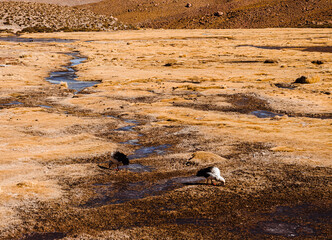 Paisajes de San Pedro de atacama, caracterizado por colores tierra propios del desierto, cultura...
