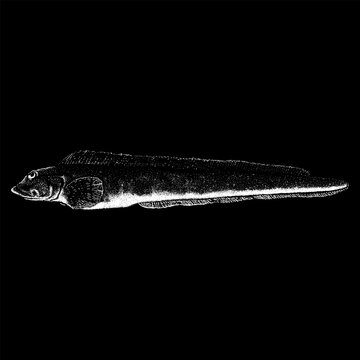 Ocean Pout hand drawing vector isolated on black background.