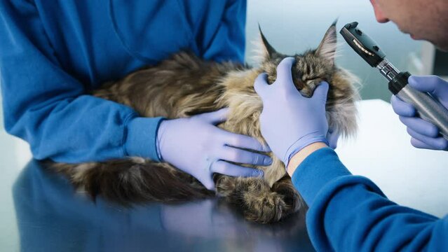 Close up veterinarians examining eyes of Maine Coon cat using otoscope with flashlight. Second Vet assistant holding large calm long grey haired Cat with tufts on ears. Modern veterinary clinic check