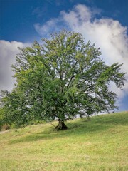 Tree in the Meadow
