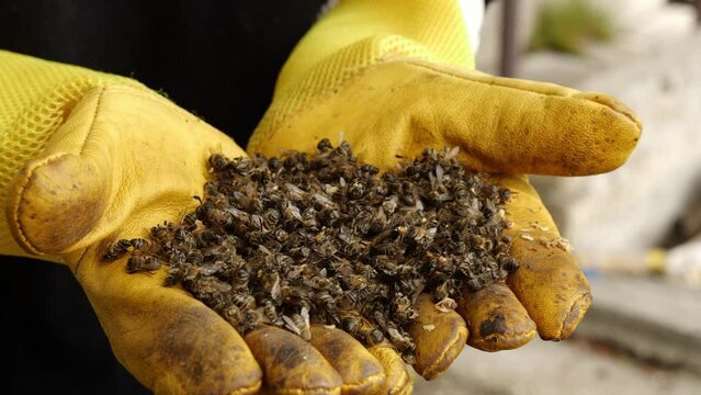 Beekeeper with dead bees in the hands