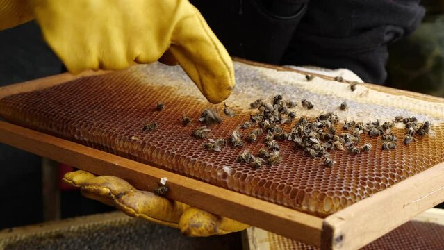 Dead bees in hive. Beekeeper managing bees. Colony collapse disorder