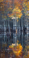 Cypress Swamp Reflections	