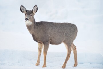 Mule Deer Doe in the Snow