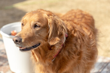 A medium shot to a golden retriever while walking.