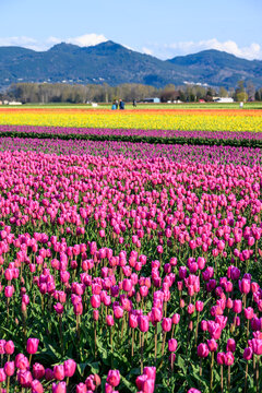 Fototapeta Spring tulip festival, colorful fields of tulips blooming on a sunny spring day with tourists in the background 