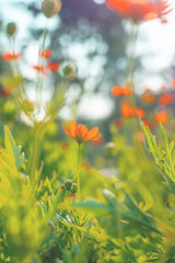 Cosmos flower in the garden, beautiful background and bright morning light