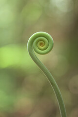 Growing