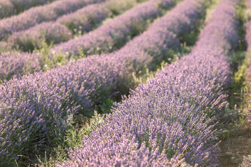 Naklejka na ściany i meble Lavender bushes closeup on sunset. Sunset gleam over purple flowers of lavender. Provence region of France.