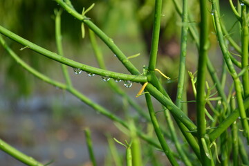 kitulang plant or also known as broken bones plant which is fresh green moistened with morning dew