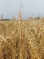 field of wheat