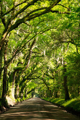 Obraz premium South Carolina remote beach and garden