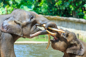 The Borneo Pigmy Elephant is the largest land mamal in Borneo. It can grow up to 2 - 2.5 m in...