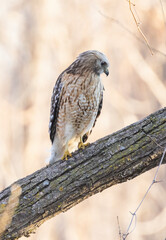 red-shouldered hawk (Buteo lineatus) in spring