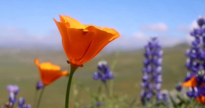 Close up view of Orange Poppy flower against blue sky in wildflower meadow near Arvin, California.