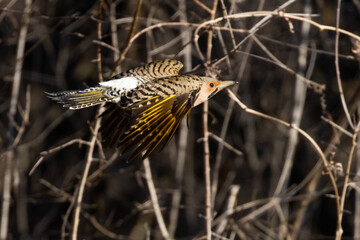 Male northern flicker or common flicker (Colaptes auratus) in flight